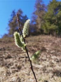 Close-up of flowering plant on field