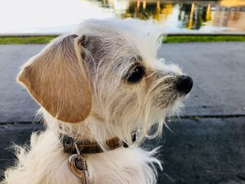 Close-up of white hairy dog looking away on footpath