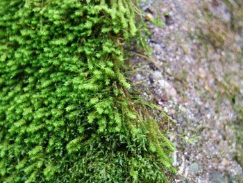 Close-up of moss growing on tree