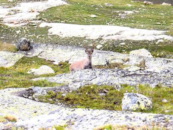 Side view of bird on rock