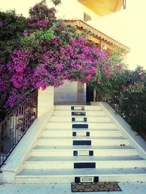 flower, building exterior, growth, built structure, freshness, architecture, fragility, pink color, plant, beauty in nature, nature, tree, in bloom, blossom, blooming, railing, low angle view, steps, house, day