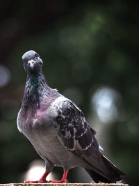 Close-up of bird perching outdoors