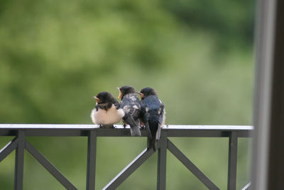 Young swallow birds perching on metallic railing