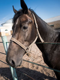 Close-up of horse standing against sky