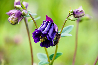 Close-up of purple flower