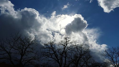 Low angle view of tree against sky