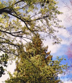 Low angle view of trees against sky