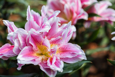 Close-up of pink flowering plant