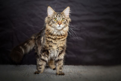 Portrait of tabby cat