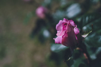 Beautiful roses in the rose garden - fukuoka uminonakamichi seaside park in spring and early summer