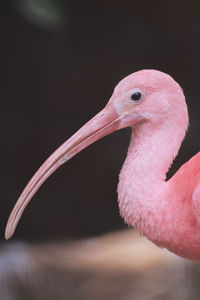 Close-up of bird against black background