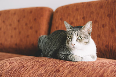 Close-up portrait of cat on sofa