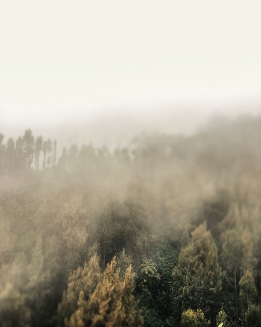 SCENIC VIEW OF TREES AGAINST SKY