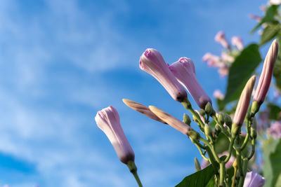 Low angle view of flowering plant against sky