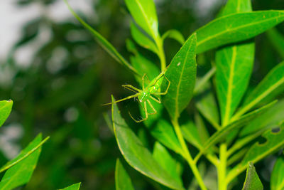 Close-up of insect on plant