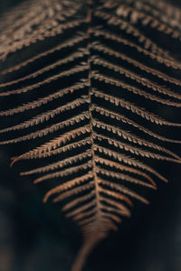 High angle view of dry leaf on metal