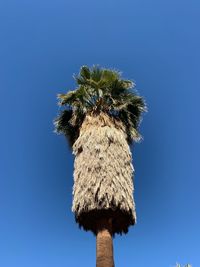 Low angle view of a plant against blue sky