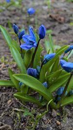 Close-up of purple crocus flowers on field