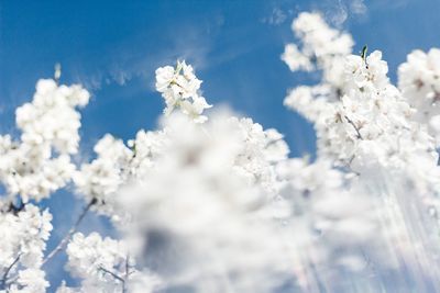 Low angle view of white flowering plant against blue sky