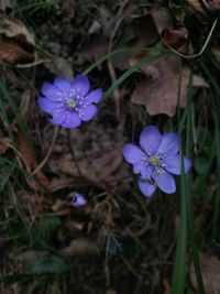 High angle view of purple crocus blooming outdoors