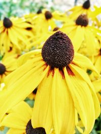 Close-up of yellow daisy flowers