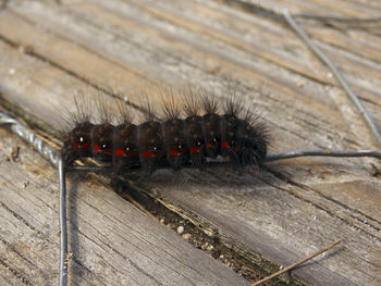 Close-up of caterpillar on wood