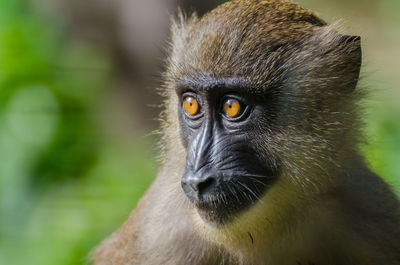 Close-up portrait of monkey