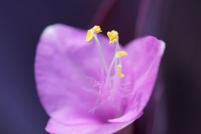 Close-up of pink crocus flower