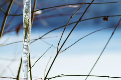 Close-up of grass against sky during winter