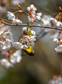 Close-up of white cherry blossom tree