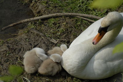 Close-up of swan resting