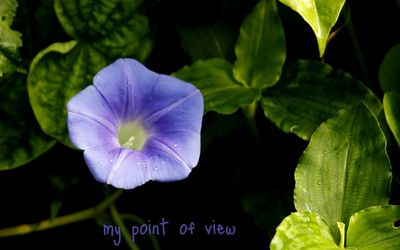 Close-up of flower blooming outdoors