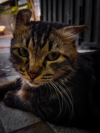 Close-up portrait of a cat