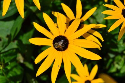 Close-up of yellow butterfly on plant