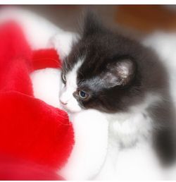 Close-up portrait of cat