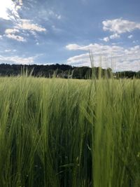 Scenic view of wheat field against sky