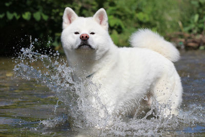 View of a dog on water
