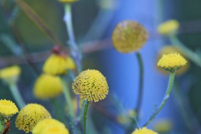 Close-up of yellow flowering plant