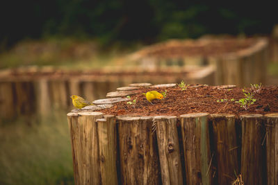 Close-up of potted plant on wood