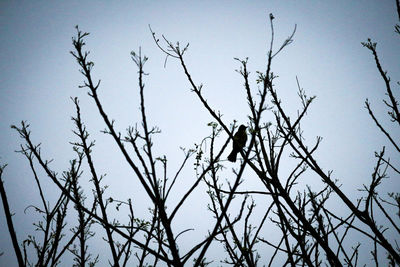 Low angle view of bare tree against sky