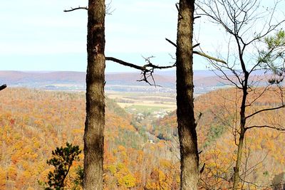 Scenic view of forest against sky during autumn