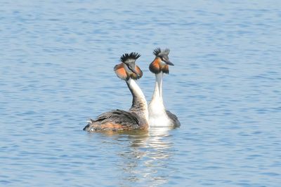 Duck swimming in lake