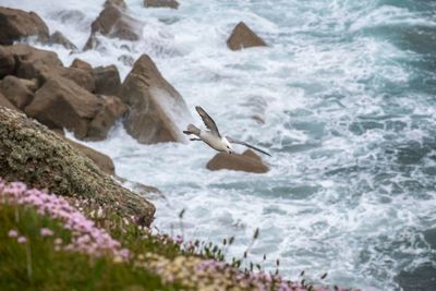 High angle view of seagulls flying over sea