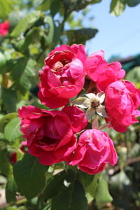 Close-up of pink flowering plant