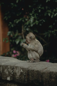 Monkey sitting on rock