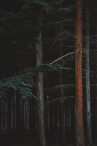 Low angle view of bare trees in forest at night