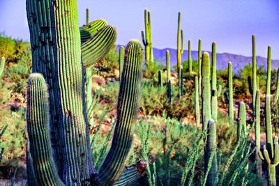 Close-up of cactus growing on field against sky