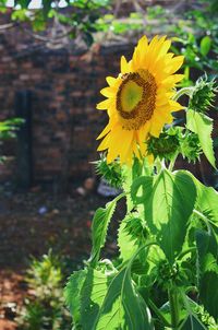 Close-up of sunflower on plant