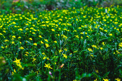 Yellow flowers