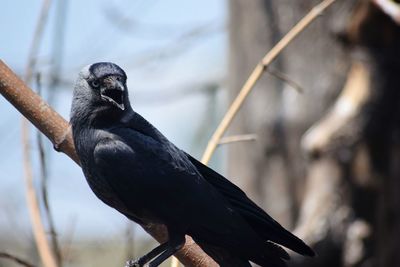 Close-up of bird perching on wall